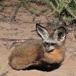 Welcome to the Kalahari bat-eared fox project. We'll post interesting things about the foxes at KRR and new research from the battie team.
