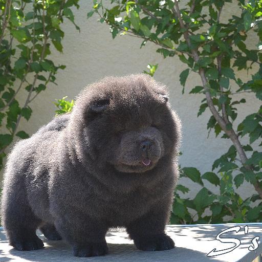 French Professional Breeder, Selection of beautiful and healty Chow Chow, blood lines, all colours, Red, Blue, Cinnamon, Cream, Black... look our cuties Bears!