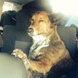 Rocky_Redstack's profile picture. 