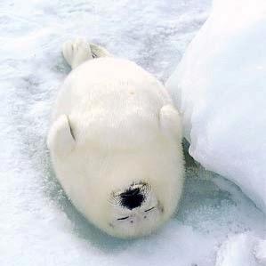 Arctic Friend