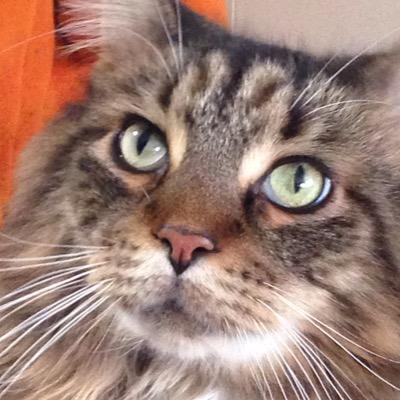 宇野朴人 ななつま7巻六月発売 Unobokuto Twitter
