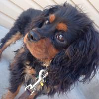 Schafdc (@schafdc) 's Twitter Profile