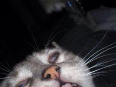 LeeannYokuts's profile picture. I'm pretty hapy. Tendency to ramble on about tv shws such as ame of thrones or The walking dead.