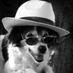 Fedora Gadfly (@johnconlin86) Twitter profile photo Fedora Gadfly (@johnconlin86) Twitter profile photo