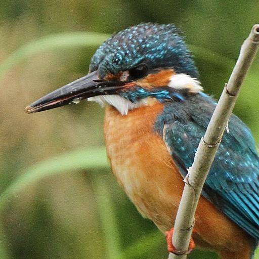 鳥や花が大好きです でも 生まれ変わったら 翼が欲しいとか 可憐に咲きたいなんて 大自然に失礼で… 人間よりもずっと厳しい環境下で 命の限り 生きてるんです