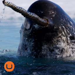 UmbracoNarwhal's profile picture. Sea Unicorn, Stalwart Defender of The Sea, Umbraco Lover, SeaMS.