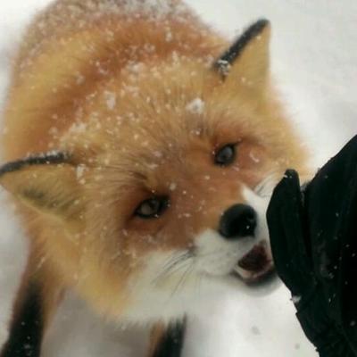 風鏡のプロフィール写真