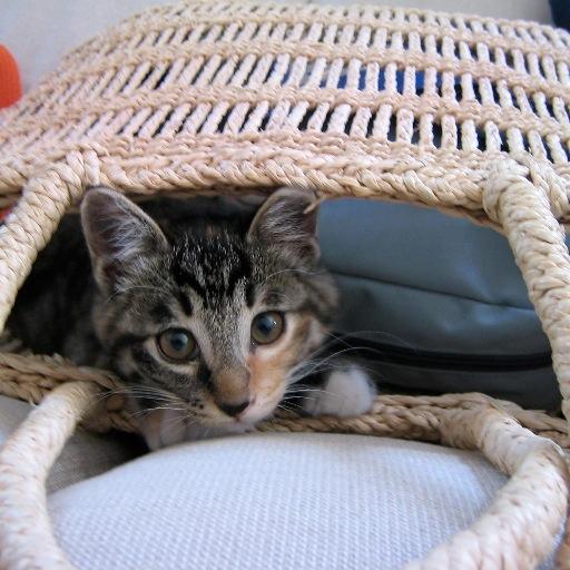 どらねこ Pat Nekodojo Twitter どらねこ Pat Nekodojo Twitter
