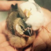 なこ (@coco10_1st) 's Twitter Profile Photo