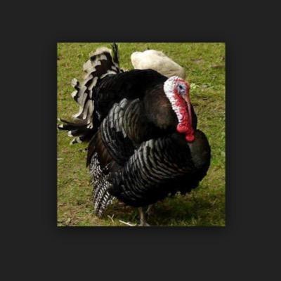 dindonrebelle's profile picture. 