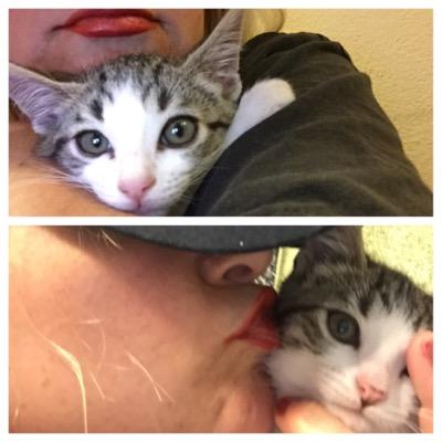 kimmy31305631's profile picture. Lola's feline friends is a non profit organization dedicated to saving animals. Re-tweet and save lives! peace✌️love❤️kittens