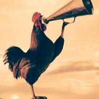Roosting Out Loud (@g_neware) 's Twitter Profile