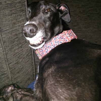 Complete Greyhound nut, loves rehoming retired runners, family and life!