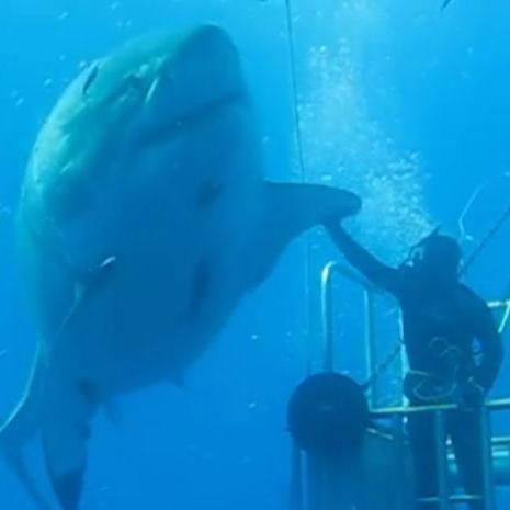 One of the biggest #WhiteSharks ever filmed. Next time you dive, don't try and give me a high-five!