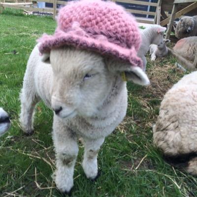 Farm in the Peak District - suppliers of fine Gloucester Old Spot pork & Ryeland lamb. To order meat call us on 01335 216296 or email ashtreefarm1@outlook.com
