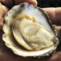 Kelly Oysters(@KellyOysters) 's Twitter Profile Photo