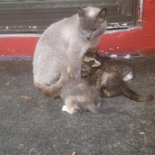 I help rescue kittens and cats. Tell me your stories and share your pics. If you can help, let me know. We need cat food, vet visits, flea medicine, meds,etc