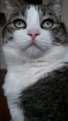 Japo_say's profile picture. Amante de los animales.