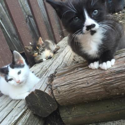 Lola's feline friends is a non-profit cat/kitten rescue. follow us! retweet and watch us save lives!