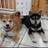 Shibas Jiro&Michiko