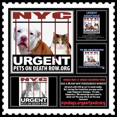 Advocating for NYC Homeless shelter dogs. Working with rescues to find fosters and adopters. Fighting to make NYC a NO KILL city.