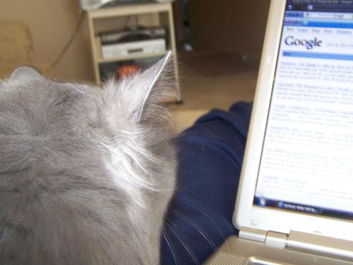 castacatasia's profile picture. 