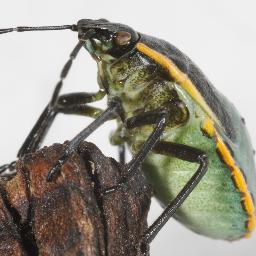 macro imaging, spatial computing, empirical process, cognitive bias, decision intelligence | Myxomycetes, Pentatomidae, Trissolcus, Aphididae, Collembola