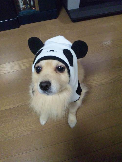 grasscutter012's profile picture. ミクシィと併用です