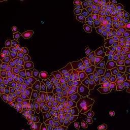 London cancer and stem cell in vitro models club