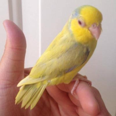 parrotlettiels's profile picture. 