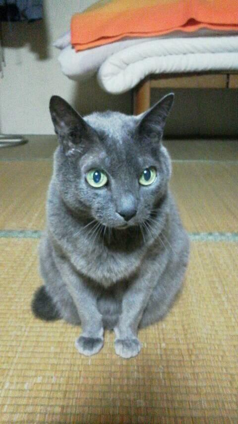 tonomofumofu's profile picture. 猫・北海道日本ハムファイターズ・東京ヤクルトスワローズ
・TEAM NACS・DREAMS COME TRUEが好きな40代主婦です。
