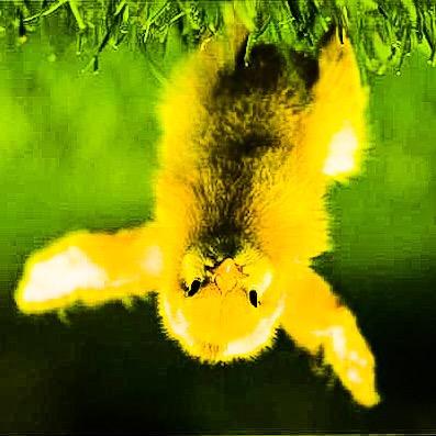 UpsideDownPets's profile picture. 