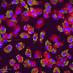Team macrophage (@teammacrophage) Twitter profile photo Team macrophage (@teammacrophage) Twitter profile photo