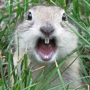 ImadieLancs's profile picture. Rediscover my life after #Cancer, Where do I go & what do I find in the #tweet cage today? Lets do a #wainwright & move to the Lake district away from the #fens