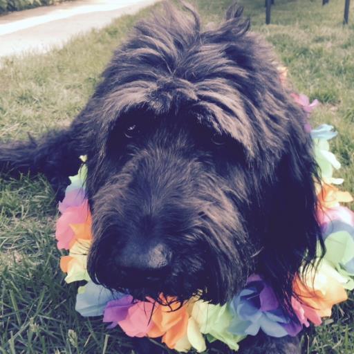 RondiStratton's profile picture. Owner of shop servicing Honda, Acura, Toyota, Lexus, and Scion. Owner operated  for 18 years.  Loves hiking, biking, ceramics, and family time!