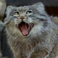 Amel Kukuruzovic (@airtrap) 's Twitter Profile