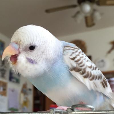てんてん いんこ大好き Comicoの ぼく りゅーちゃん というマンガが面白いです インコあるあるが とっっっても 面白可愛いんです りゅーちゃんが本当に可愛い インコだけではなくて 作者さん自身の漫画家人生も見逃せないです ほんと てんてん いんこ大好き Comicoの ぼく りゅーちゃん というマンガが面白いです インコあるあるが とっっっても 面白可愛いんです りゅーちゃんが本当に可愛い インコだけではなくて 作者さん自身の漫画家人生も見逃せないです ほんと
