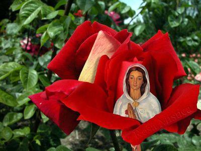 filosmar's profile picture. Luso Venezolana Corredor de Seguros