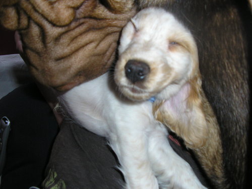 stevieb2306's profile picture. 