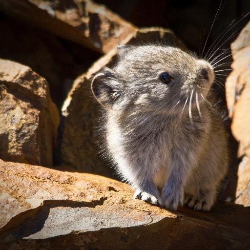 Cute pictures of the most adorable animal! We post pika art on Saturdays, and Sunday is #Bunnday in honor of our closest relatives