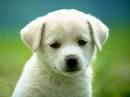 My passion is homemade dog treats. Why not use Twitter for collecting and sharing dog treat recipes?