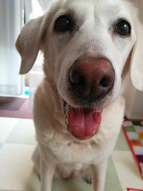 MintWn's profile picture. 押尾さんが大好きです めいといっしょなときが幸せです めいは17さいを越えました✨今は虹の橋で待ち合わせ中