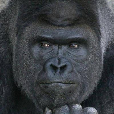 ゴリラ 森の賢者 Go Go Gorilla5 Twitter