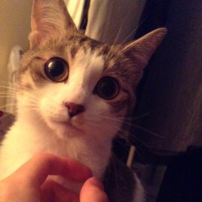 BASSANYGY's profile picture. 夢は見るものじゃない！ 夢は叶えるもの！ 夢を叶えること••• それは、強い意志を貫くこと！ V系/パズドラ/モンスト/アニメ/猫 GACKT X JAPAN Acid Black Cherry GLAY the GazettE BORN Royz sadie BIGBANG LGY ケツメイシ MEGARYU ハジ→