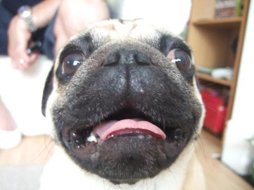 Hi Im Kirk - I'm a naughty pug, my foster parents named me after some famous space captain which Im thinking is pretty cool.