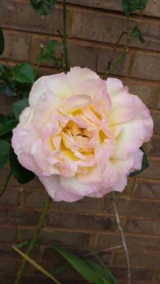 nursetatter's profile picture. Just trying to make a difference.