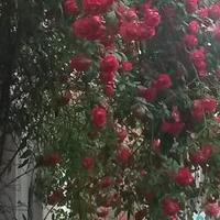 Silvia Gehrmann (@silviagehrmann) 's Twitter Profile Photo