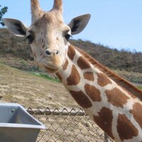 Samantha (@samwitch) 's Twitter Profile