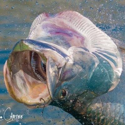 David Cartee Photography
I share my passion through my images.
http://t.co/scrczB2jsW