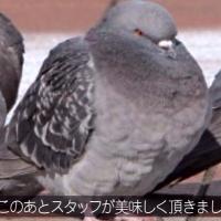 はとぅ (@hato0920) 's Twitter Profile Photo はとぅ (@hato0920) 's Twitter Profile Photo